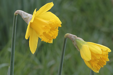 Image showing daffodils