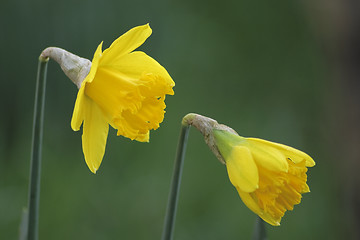 Image showing daffodils