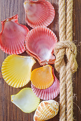 Image showing sea shells and rope