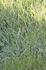 Image showing frosty grass