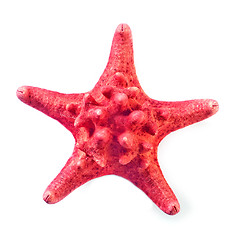 Image showing starfish