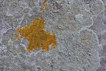 Image showing Lichens on rock