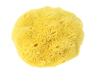 Image showing Natural Sponge