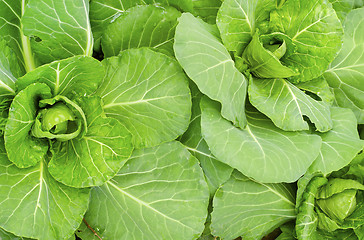 Image showing cabbage