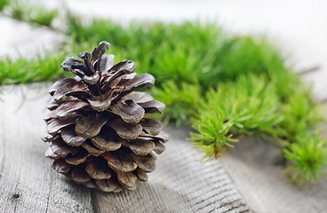 Image showing pinecones