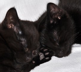 Image showing  Title: Kittens sleeping together