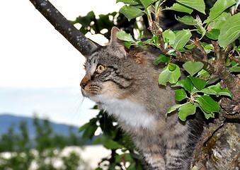 Image showing Climbing cat