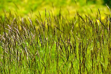 Image showing Green grass