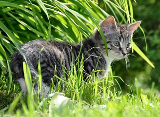 Image showing Outdoor kitten