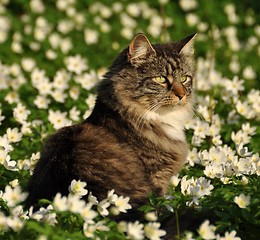 Image showing Forest cat