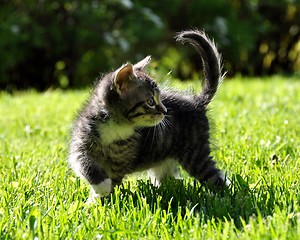 Image showing Kitten outdoor