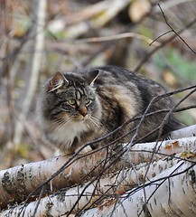 Image showing Longhair cat