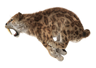 Image showing Big Cat Sabertooth