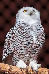 Image showing Polar owl sits on branch