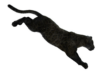 Image showing Big Cat Black Panther