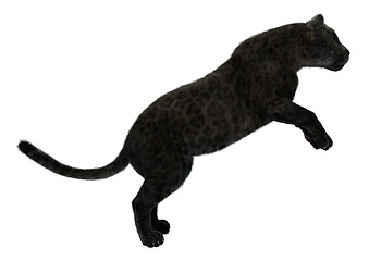 Image showing Big Cat Black Panther