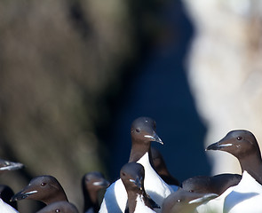 Image showing Thick-billed murre colony 