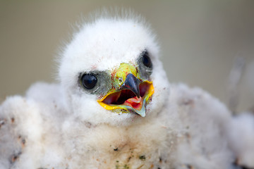 Image showing Gorgeous white bird of prey chicks: Rough-legged Buzzard. 