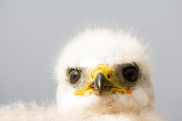 Image showing Gorgeous white bird of prey chicks:  Novaya Zemlya tundra 3