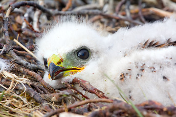 Image showing Gorgeous white bird of prey chicks: Rough-legged Buzzard. 