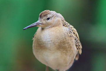 Image showing Young ruff. Portrait