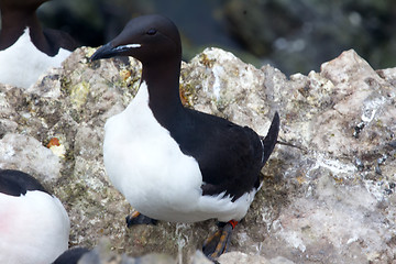 Image showing Brunnich\'s Guillemot ringed by leg collar with code.  Arctic