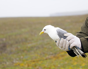 Image showing Kittiwake in hands of ornithologist before ringing.