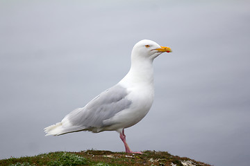 Image showing snowy white Arctic gull - the glaucous gull, Novaya Zemlya 