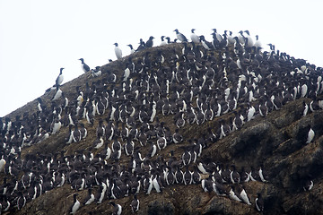 Image showing Brunnich\'s guillemots with bird stain was stuck on steep 