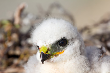 Image showing Gorgeous white bird of prey chicks:  Novaya Zemlya tundra 2