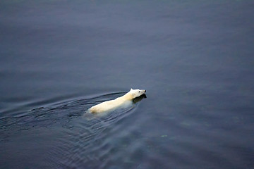 Image showing Polar bear went through Kara sea to North pole