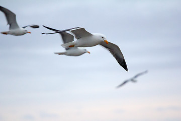 Image showing Northern herring gull or lesser black-backed . Russian Arctic