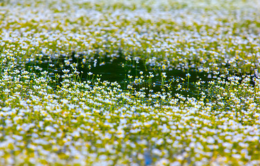 Image showing beautiful carpet of snow-white water flowers cover waterbody