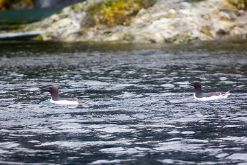 Image showing Two thick-billed murres floating amid the rocky shore