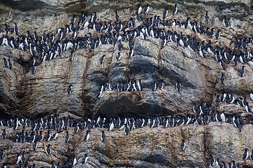 Image showing Brunnich\'s guillemots sitting on nesting ledges of Novaya Zemlya 