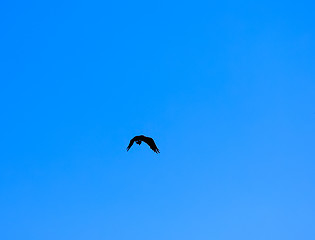 Image showing silhouette of flying osprey with fish