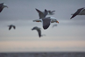 Image showing Northern herring gull or lesser black-backed . Russian Arctic