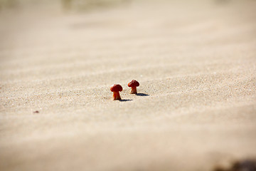 Image showing Bright mushrooms grow on dunes sand