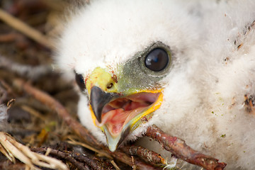 Image showing Gorgeous white bird of prey chicks: Rough-legged Buzzard. 