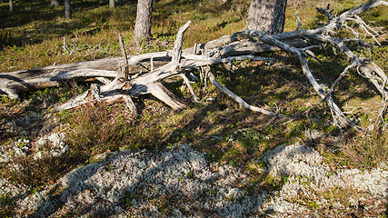 Image showing Freakish dry trees in the spring forest