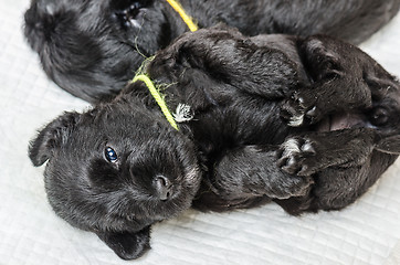 Image showing Small puppi breed Miniature Schnauzer 