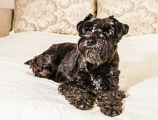 Image showing Dog breed Miniature Schnauzer