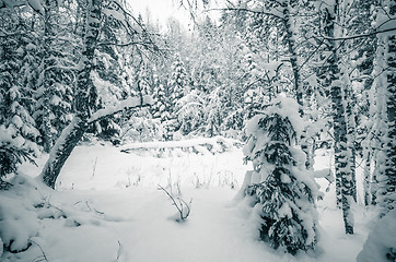 Image showing Winter snow covered trees. Viitna, Estonia. 