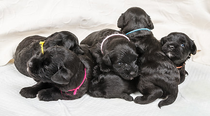 Image showing Small group puppi breed Miniature Schnauzer 