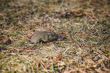 Image showing Mouse vole, close-up