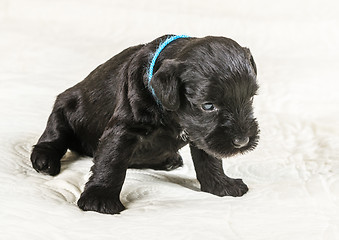 Image showing Small puppi breed Miniature Schnauzer 