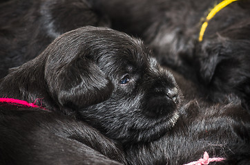 Image showing Small group puppi breed Miniature Schnauzer 