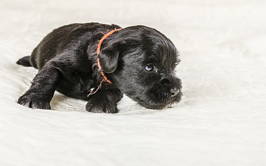 Image showing Small puppi breed Miniature Schnauzer 