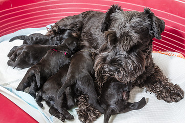 Image showing Dog breed miniature schnauzer puppies feeds