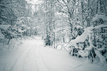 Image showing Winter snow covered trees. Viitna, Estonia. 